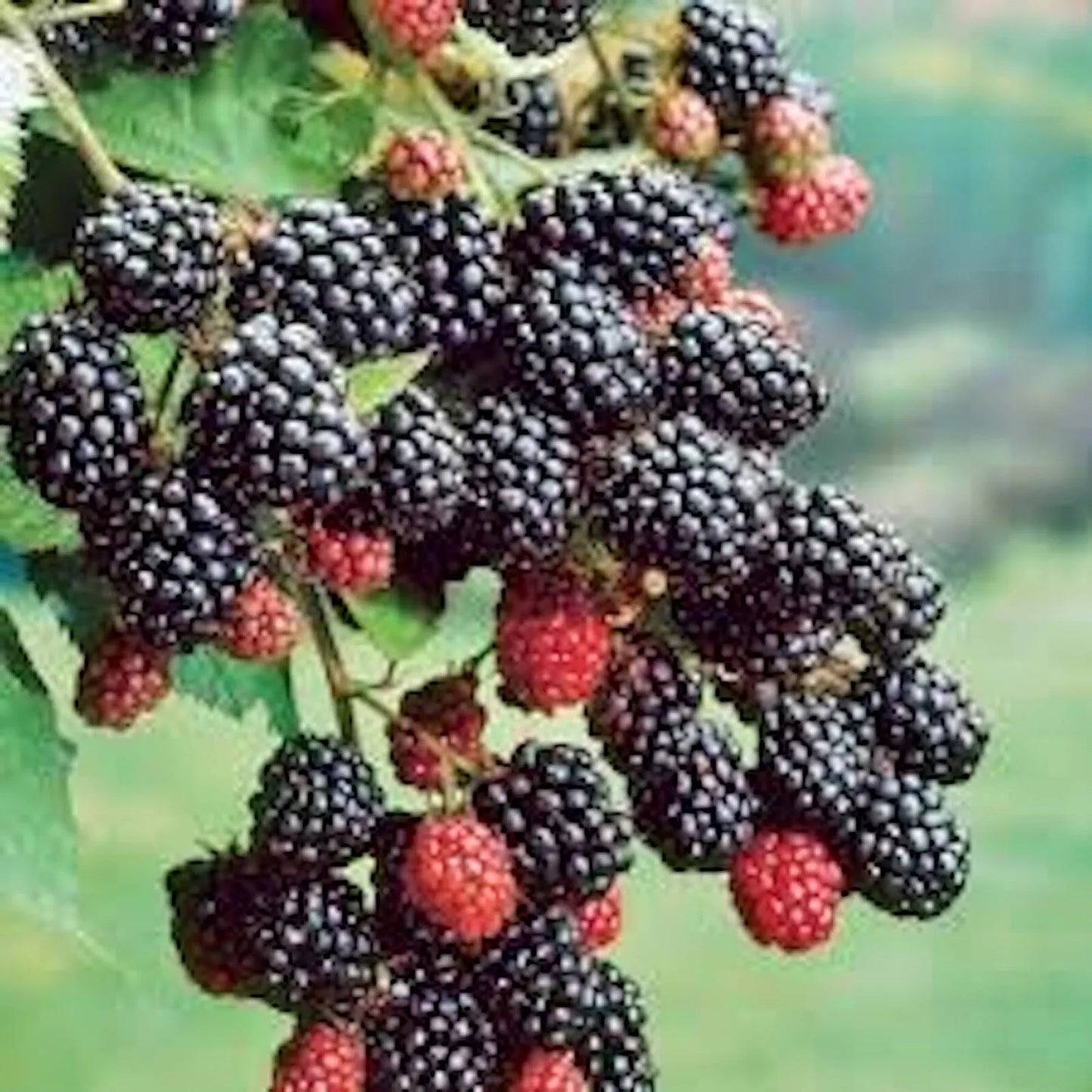 Prime-Ark 45 Blackberry Plant, Floricane, Bare Root, Rubus fruticosus, Edible Fruit, Home Garden, Perennial Shrub