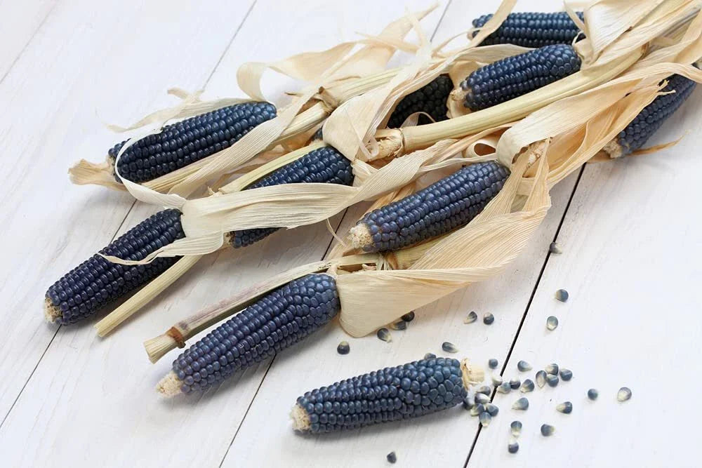 Exotic Blue Corn Seeds - 25 Count - Rare Blue Variety - Zea mays