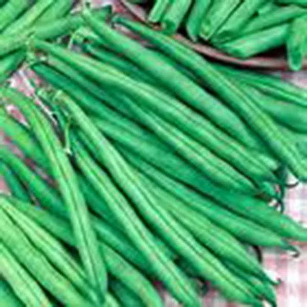 Tendergreen Bush Bean Seeds, Heirloom Variety, 500+ Seeds, Great Tasting and Healthy (Phaseolus vulgaris)