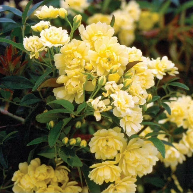 Thornless Yellow Lady Banks Rose Cuttings (5) - Rosa banksiae 'Lutea'