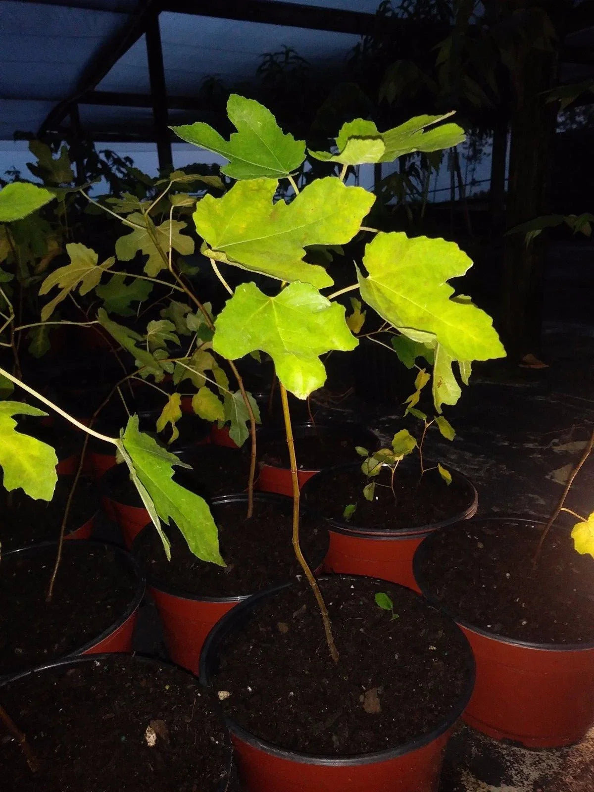 Ficus Tree Plant | Cold Hardy | Black Beers Fig | Ficus carica