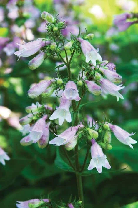 Calico Beardtongue Plant Seeds (50 Seeds) - Penstemon calycosus, Native Wildflower, Colorful Perennial Garden Plant
