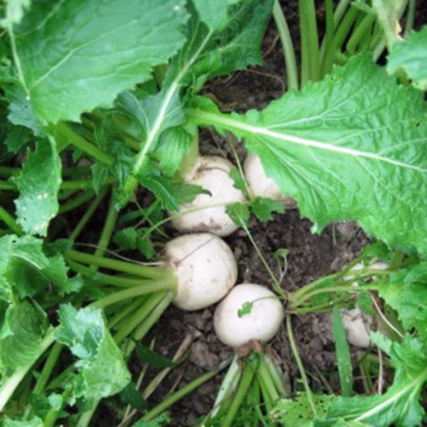Organic Heirloom Turnip Seeds - White Egg Variety, 50+ Seeds, Non-GMO, Vegetable Gardening, Plant-Based, Home Garden