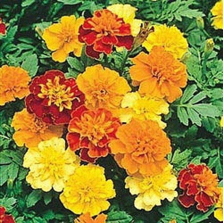 Dwarf French Marigold Flower Seeds - Sparky Mix - 501+ for Garden Containers and Pollinators - Tagetes patula