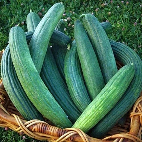 Armenian Dark Green Cucumber Seeds | Heirloom Non-GMO | 1057 Variety | Perfect for Home Gardens
