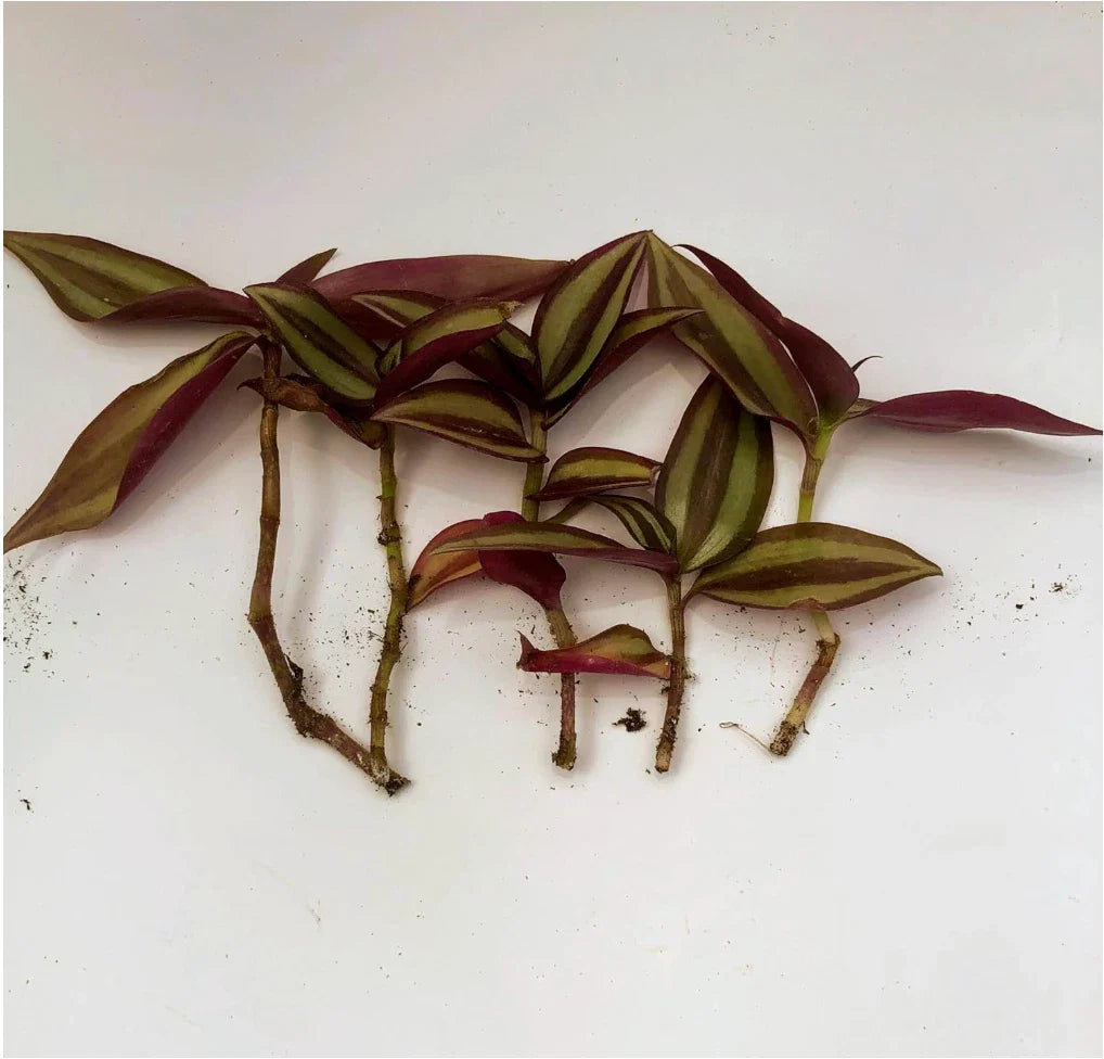 Zebrina Silver Wandering Jew Cuttings - Tradescantia - 5 Cuttings in 2" or 4" Pot - Easy Care Houseplant
