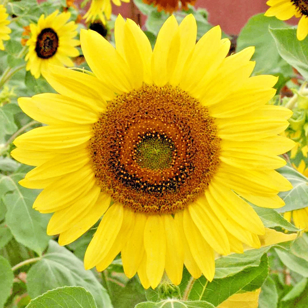 Lemon Queen Sunflower Seeds - 50+ Native Wildflower Branching Summer Garden - Helianthus annuus