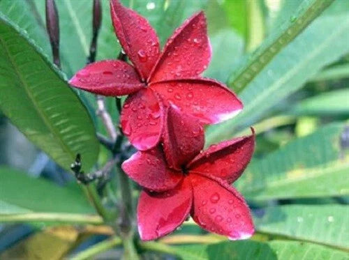 Red Plumeria Seeds - 5 Perennial Flower Seeds - Frangipani (Plumeria)