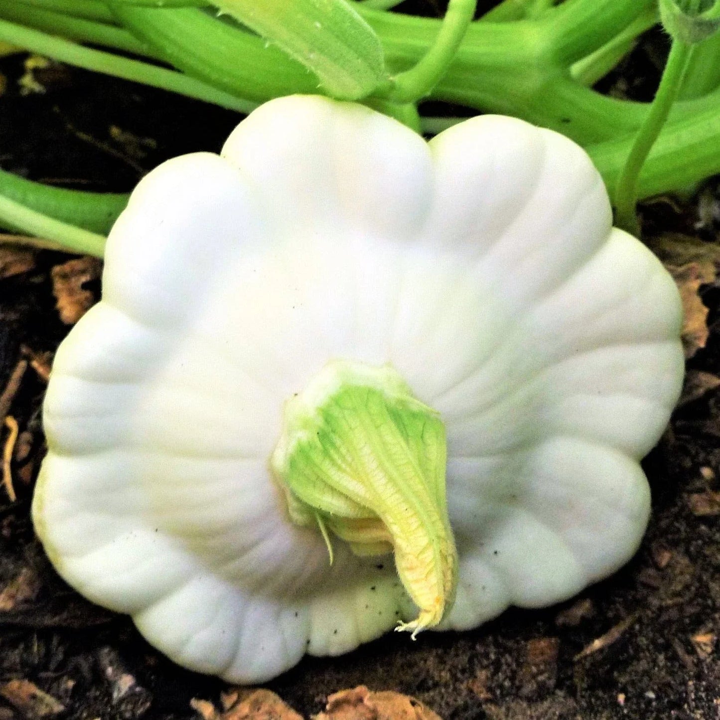 Early White Patty Pan Seeds - Heirloom Bush Scallop Squash - Perfect for 2025 Planting - Cucurbita pepo