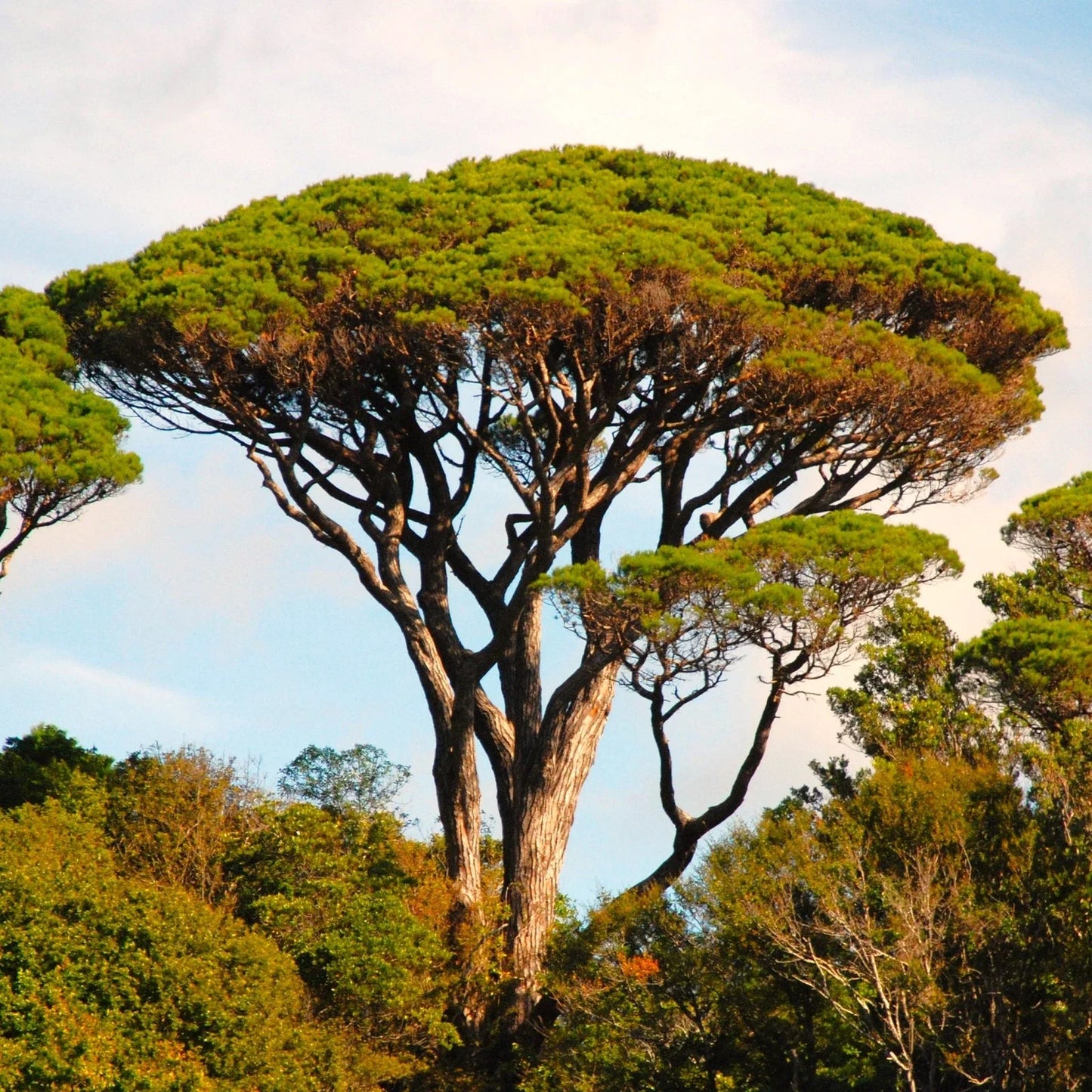Stone Pine Tree Seeds - Pinus Pinea - Umbrella Pine Variety for 2025 Planting