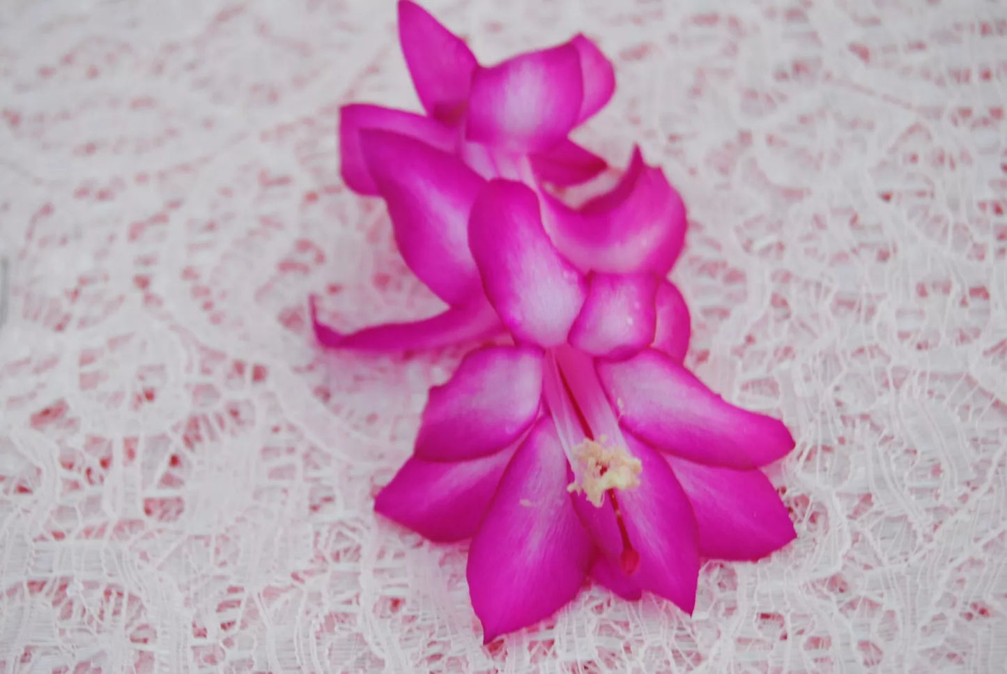 Christmas Cactus Starter Plant - Small Madonna Schlumbergera Truncata - Healthy Well-Rooted Cacti for Home and Gifts