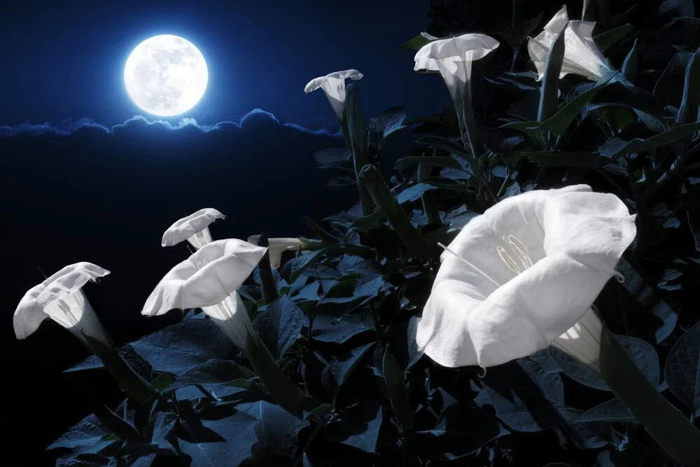 Tropical White Knight Vine - Night-Blooming, Exotic Plant for Gardens, Moonlight Reflecting, Perennial (Ipomoea alba)