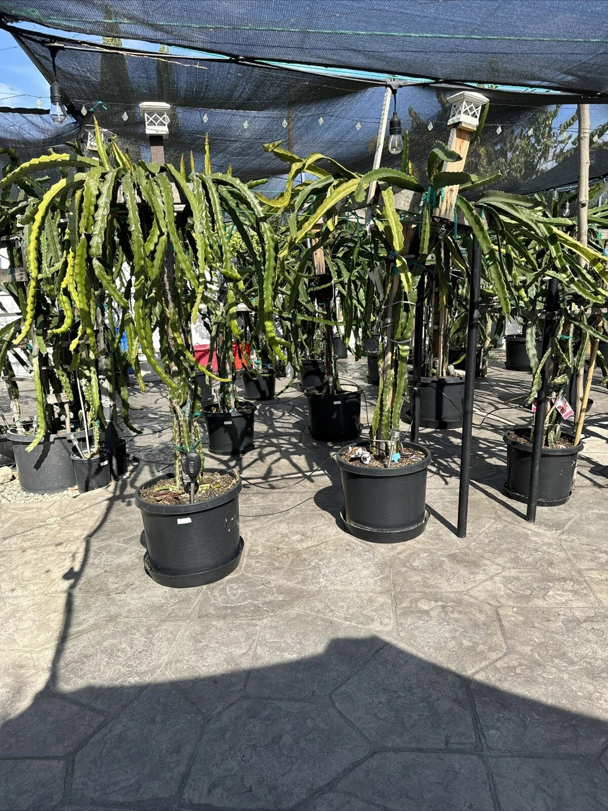 Organic Dragon Fruit Cuttings - 12 Pack, 5 Inches - Hylocereus Undatus - Fresh Plant Propagation