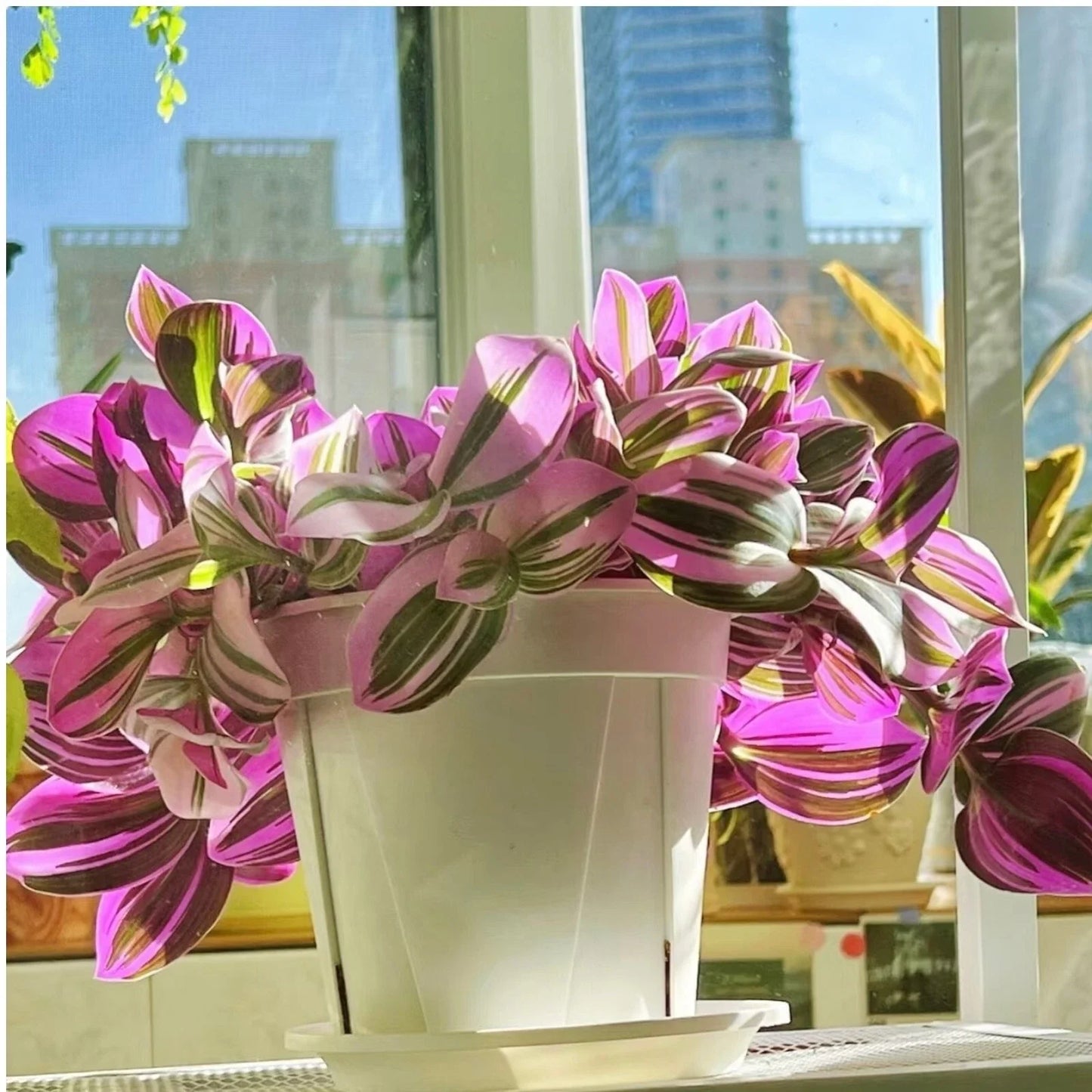 Unrooted Tradescantia Nanouk Cuttings 3-4” Rare Pink Wandering Jew Plant - Ideal for Indoor Gardening and Plant Lovers
