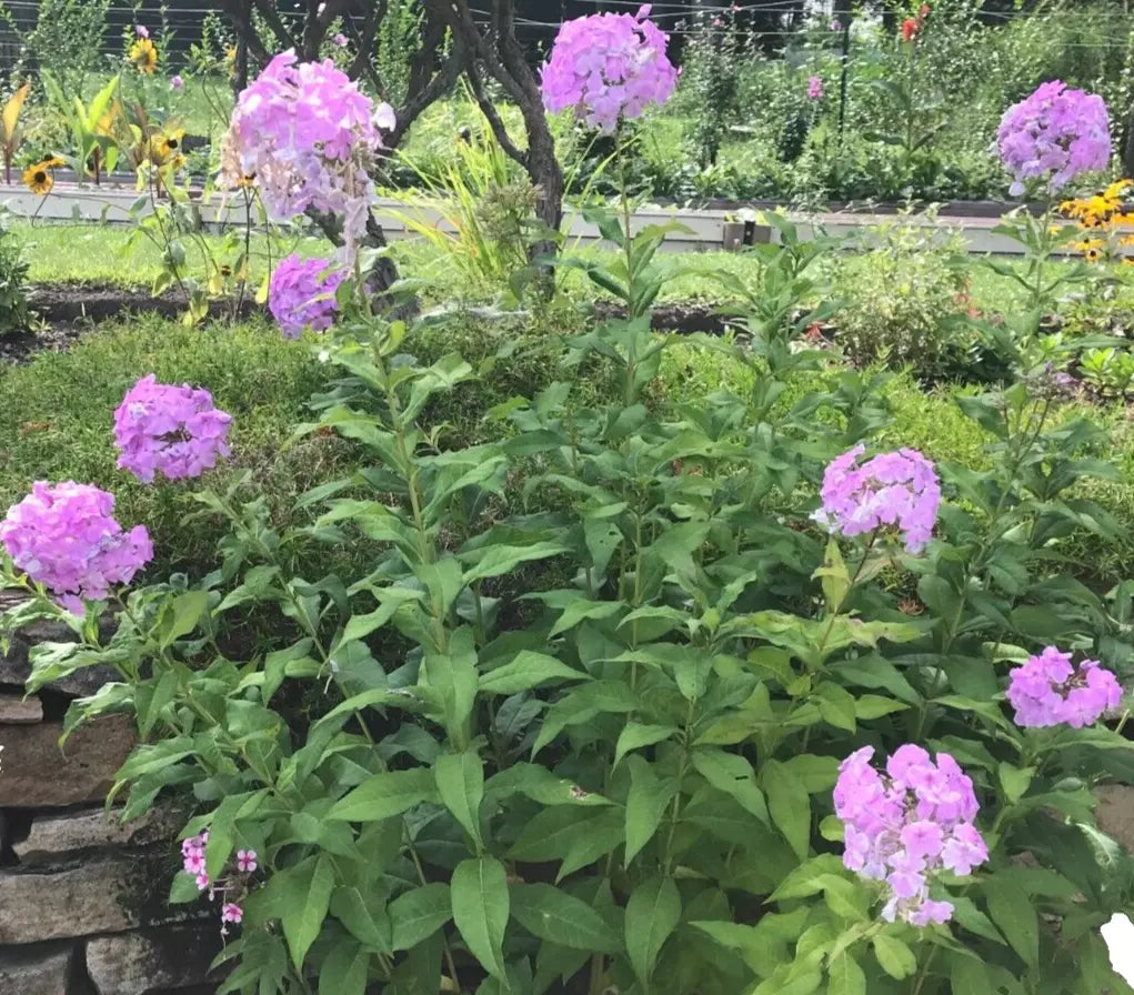 Tall Phlox Plants - 5 Bare Root Pink Perennial Flowers - Phlox Paniculata - Live Garden Plant for Butterflies
