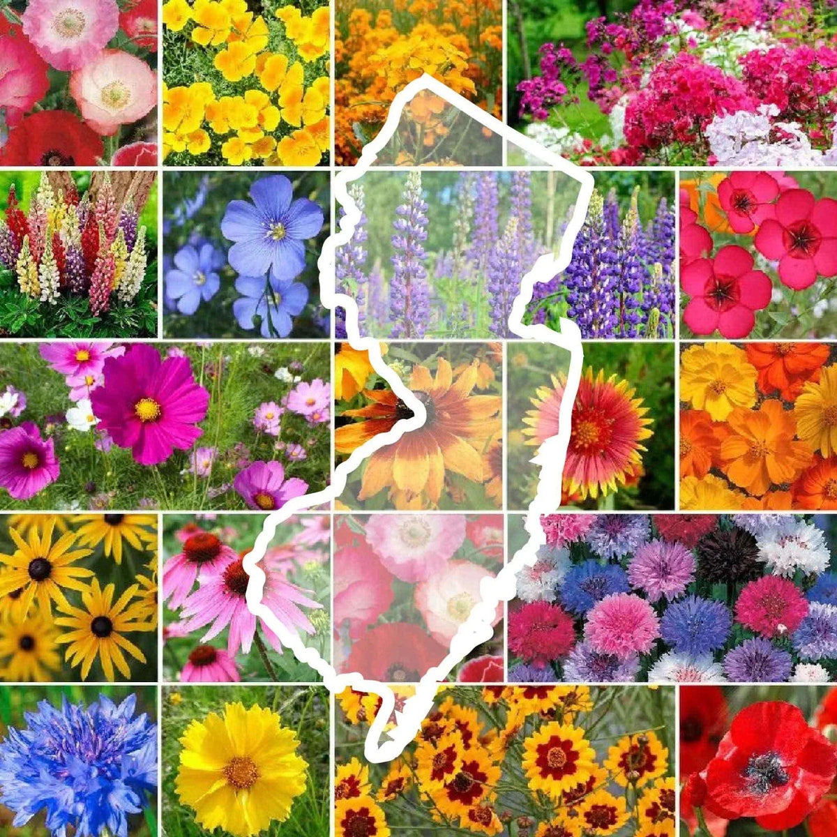 Wildflower Seed Mix - New Jersey State Flower - Perennials & Annuals - Non-GMO - 1000 Seeds