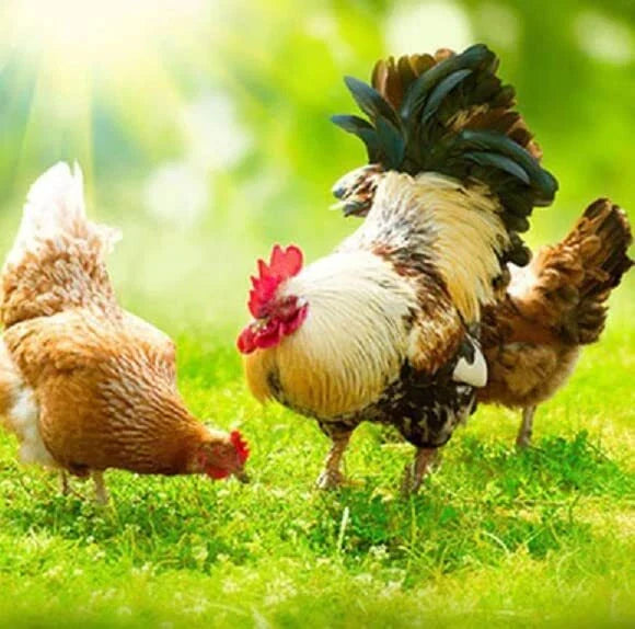 Chicken Forage Seed Mix 2 lb - Better Eggs & Meat, Annual Ryegrass, Perennial Ryegrass (Avena sativa, Lolium spp.)