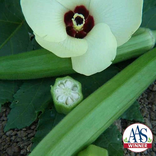 Okra Seeds - 60 Heirloom Clemson Spineless Non-GMO AAS Winner - Edible Vegetable Plant