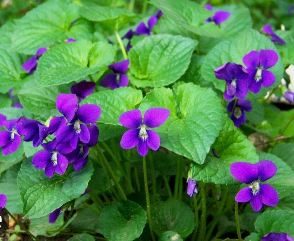 Purple Wild Violets Flower Bulbs - 15 Bare Root Perennial Native Wildflower (Viola sororia)