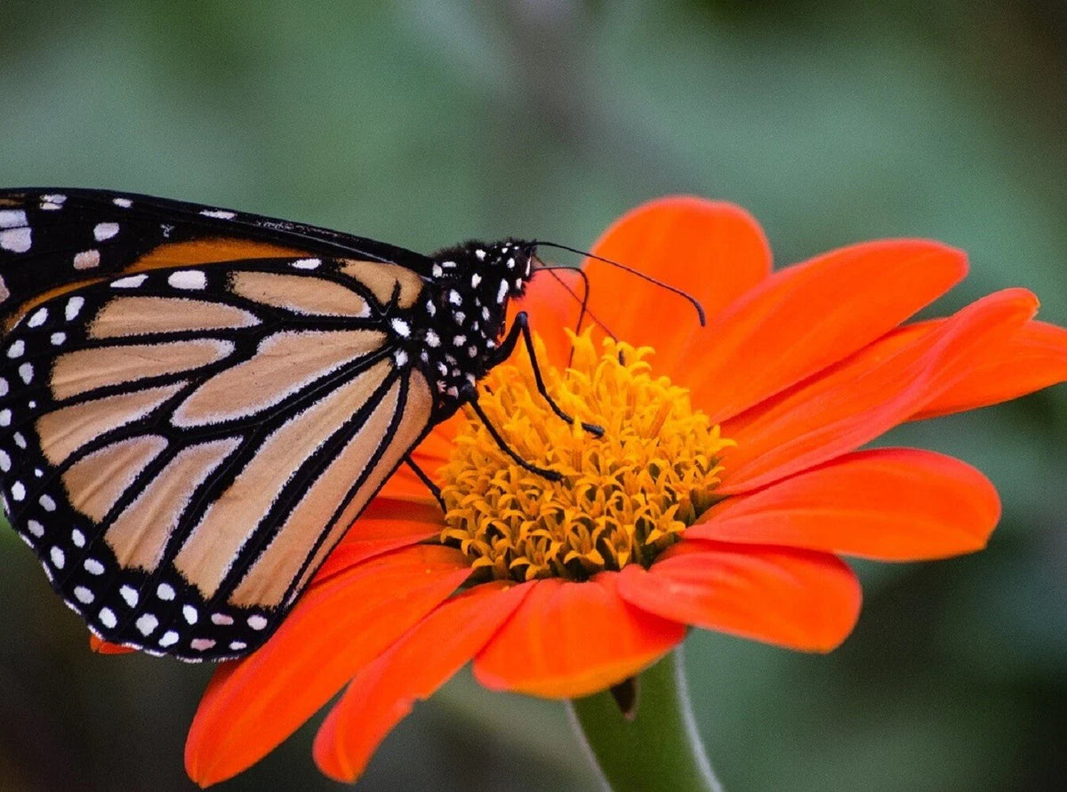 Sunflower Seeds - Large Orange Blooms, Drought-Tolerant, Mexican Torch Variety (Helianthus annuus)