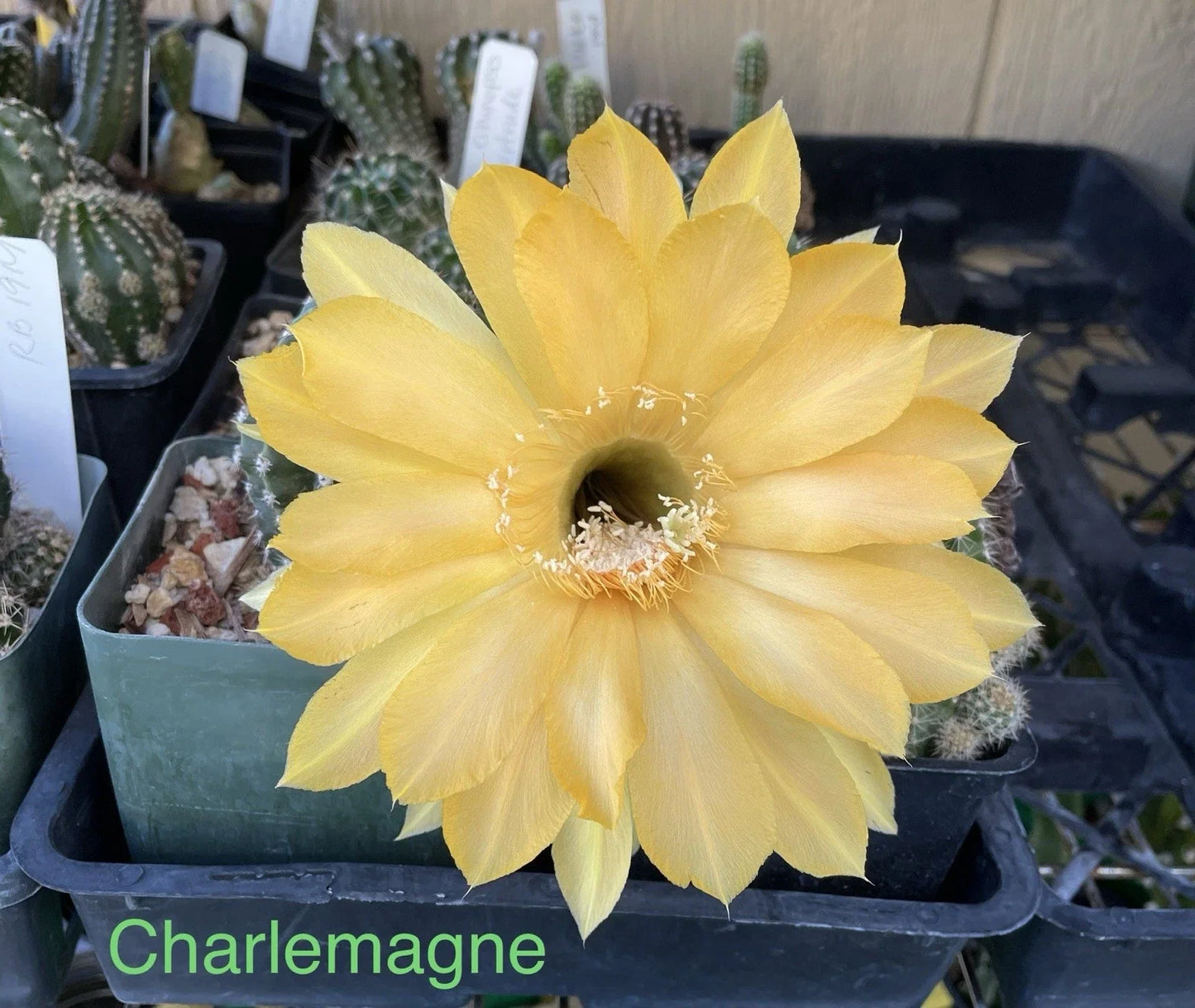 Echinopsis Schick Hybrids Cactus Plant | Rooted Succulent | Charlemagne Variety | Perfect for Indoor Decor