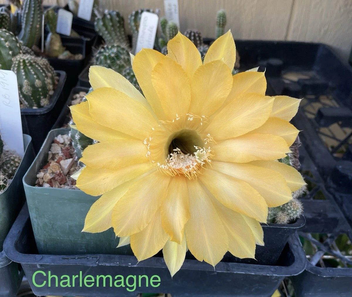 Echinopsis Schick Hybrids Cactus Plant | Rooted Succulent | Charlemagne Variety | Perfect for Indoor Decor