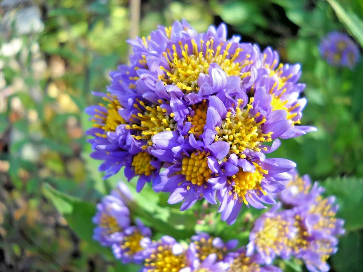 Hardy Perennial Starter Plants - 2 Pack - Lavender Tatarian Aster (Aster tataricus)