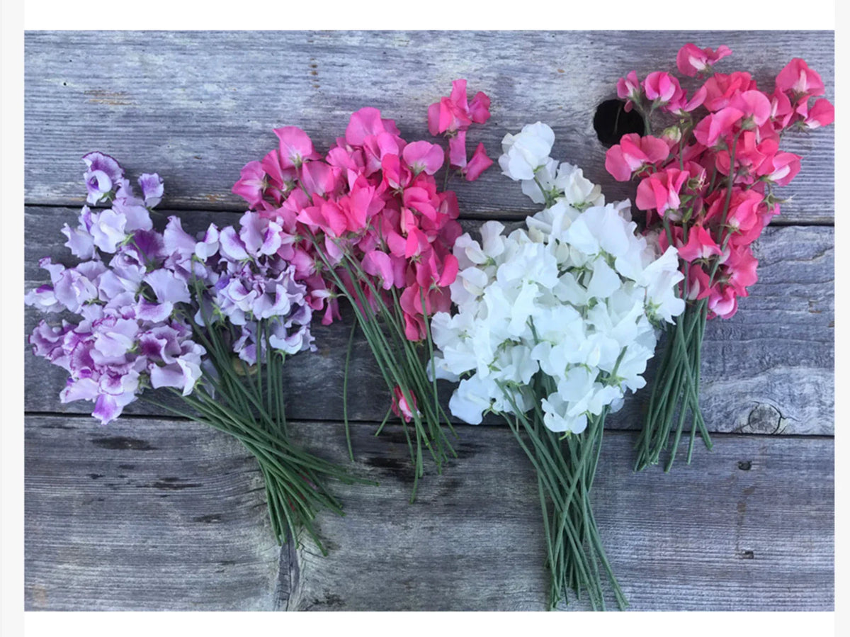 Winter Flowering Sweet Peas Seeds - Short Day Variety for Christmas Blooms - Lathyrus odoratus - 2025 Planting
