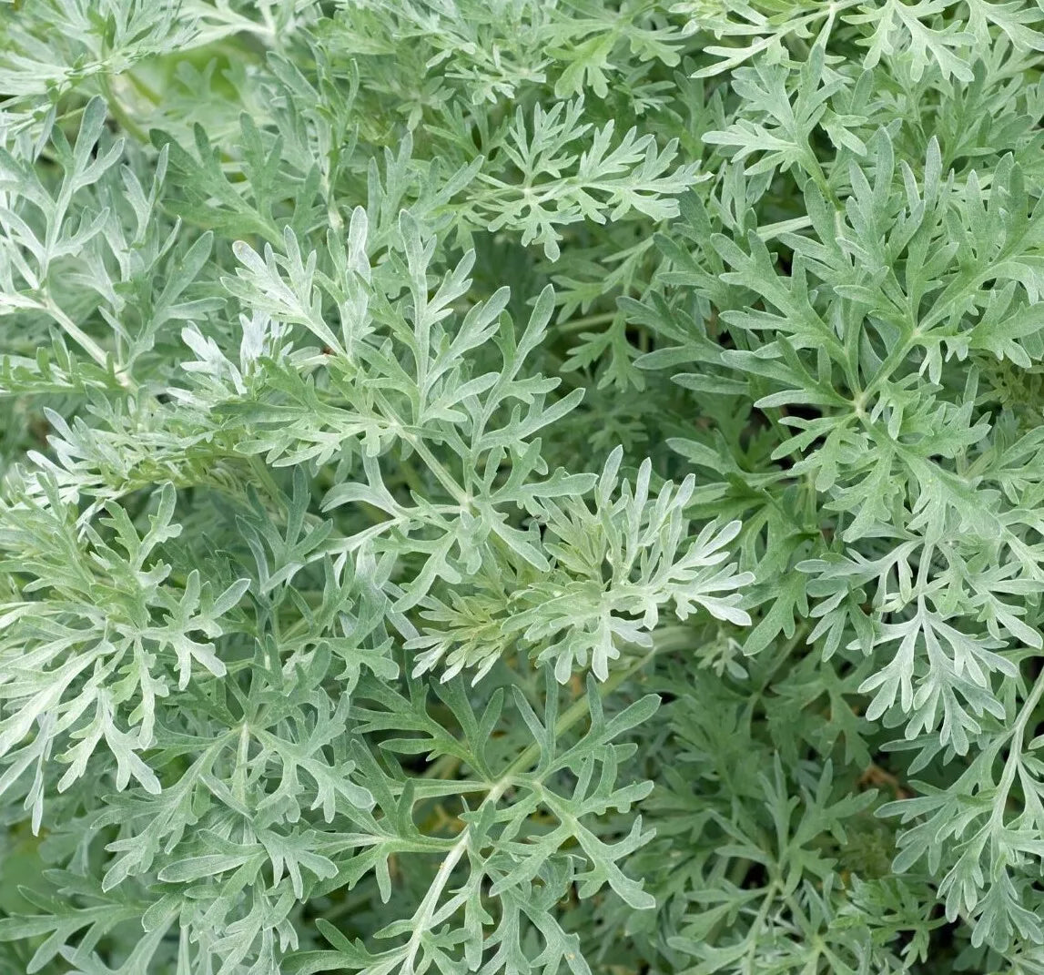 Wormwood Seeds 500+ Perennial Herb Garden Artemisia Absinthium Free Shipping