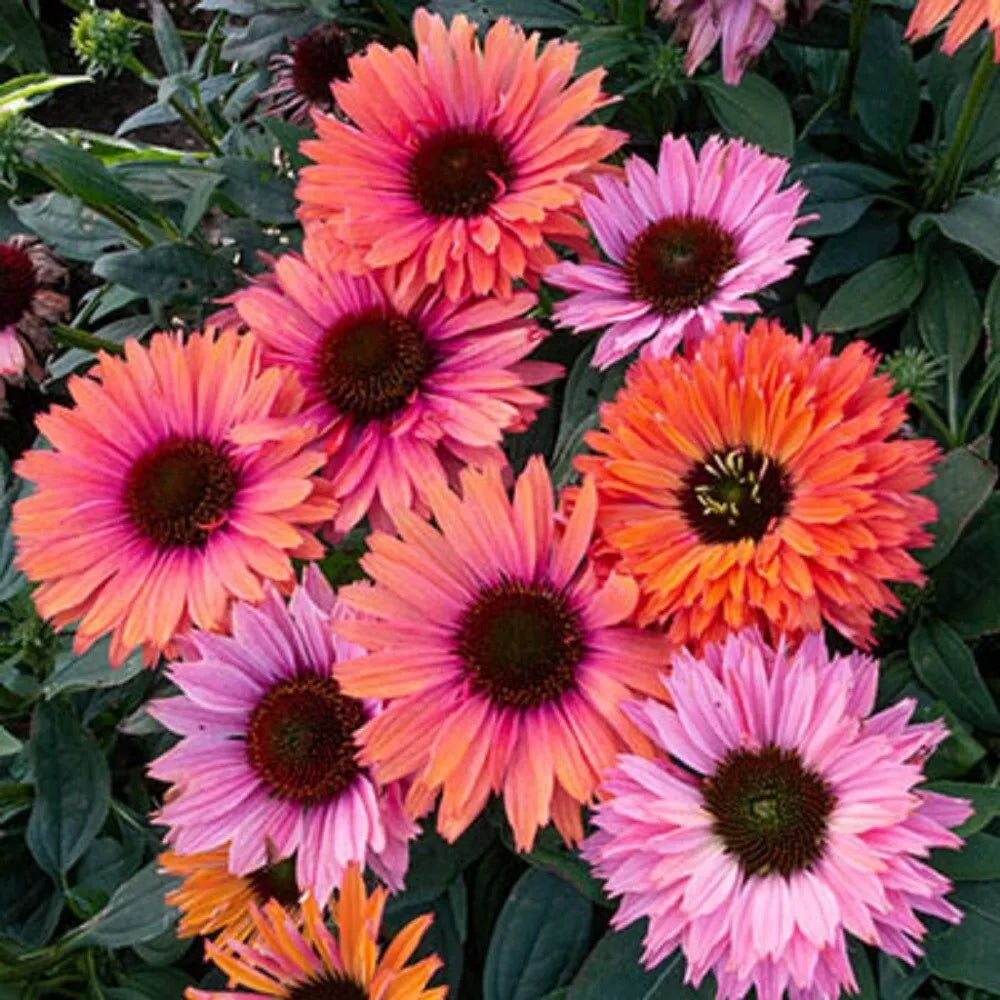 Sunseeker Rainbow Coneflower Seeds - 50 Perennial Echinacea Flower Seeds for Vibrant Garden Blooms 1394