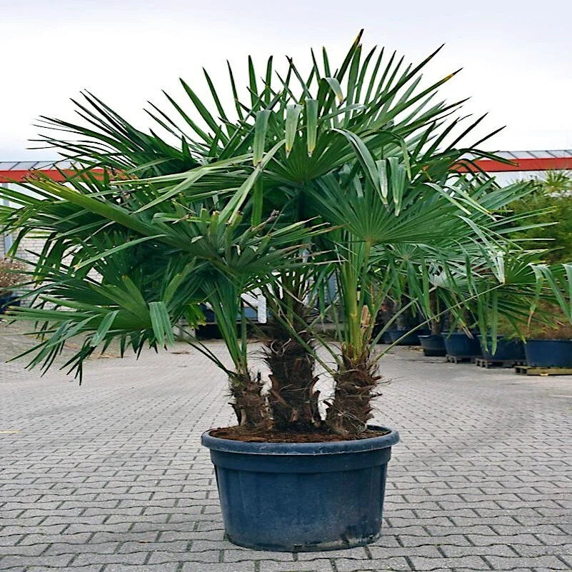 Windmill Fan Palm Seeds - 10 Pack, Trachycarpus fortunei, Cold Hardy Palm Plant
