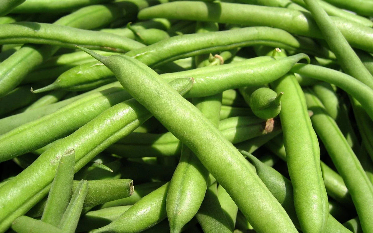 Green Bean Seeds - Spartan Arrow Variety - Fresh Seeds for Planting - Phaseolus vulgaris - FREE Shipping
