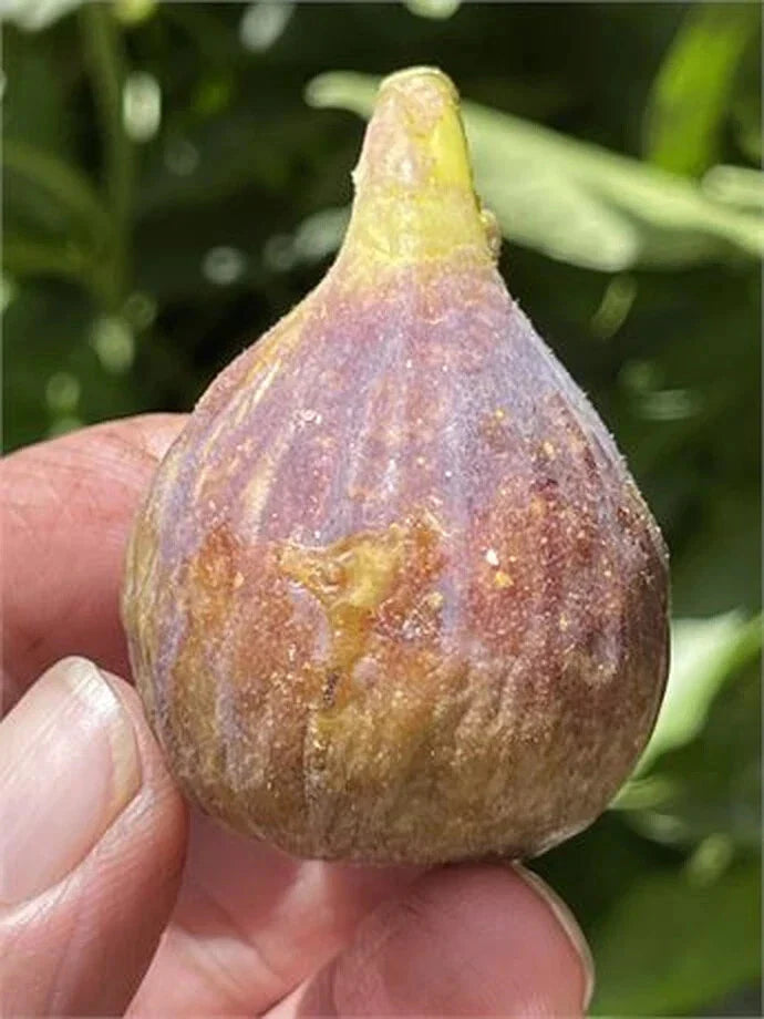 Fig Cutting, 8 Inch Dominick's Variety, At Least 3 Nodes, Ficus carica