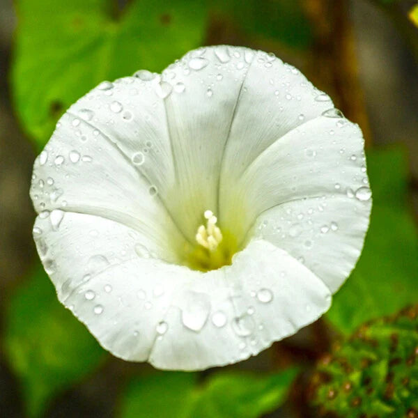 Morning Glory Seeds | 4" White Flowers | Pearly Gates Variety | 1942 AAS Winner | Ipomoea nil