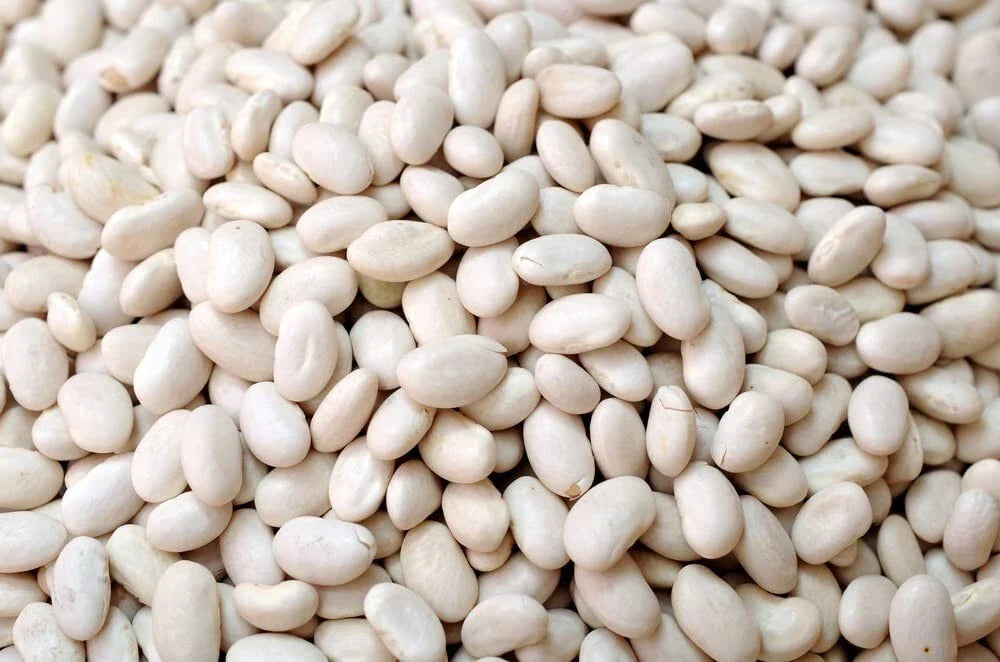 Navy Bean Seeds for Planting - 30 Count - White Kidney Beans - Phaseolus vulgaris
