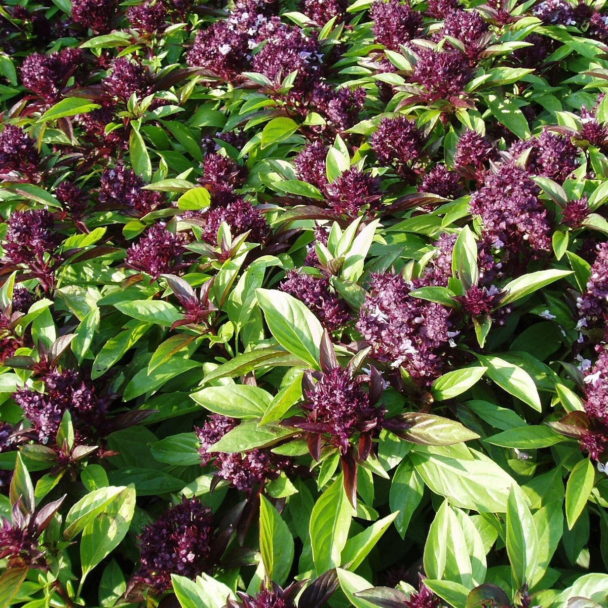 Siam Queen Basil Seeds 200+ Count - Thai Ocimum Thyrsiflora Herb - Asian Culinary Gardening - USA Grown
