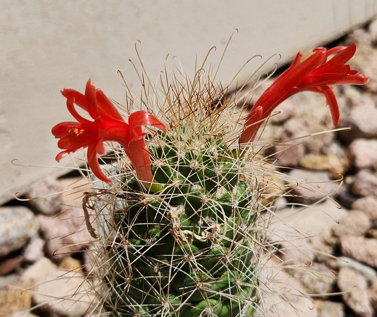 Cochemiea Setispina Cactus Plant Rooted Cutting - Unique Succulent, Ideal for Indoor or Outdoor Decor