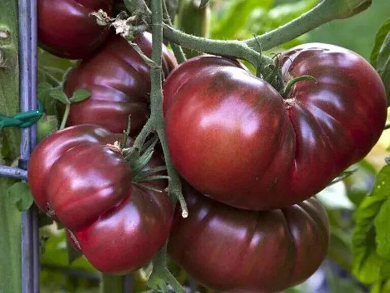 Organic Black Brandywine Tomato Seeds - 51+ Heirloom Seeds for Summer Garden & Container Gardening - Solanum lycopersicum
