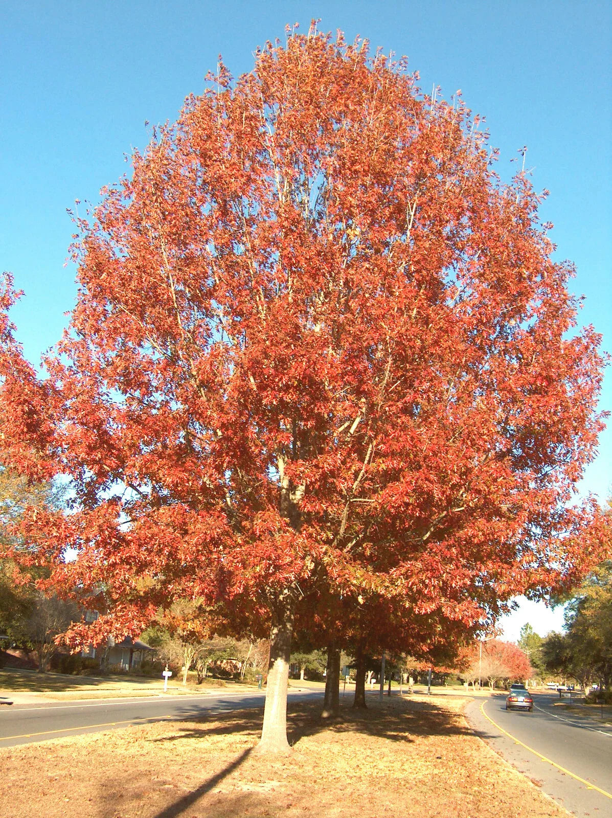 Cherrybark Oak Tree 12-16" Live Plant Bare Root Quercus pagoda