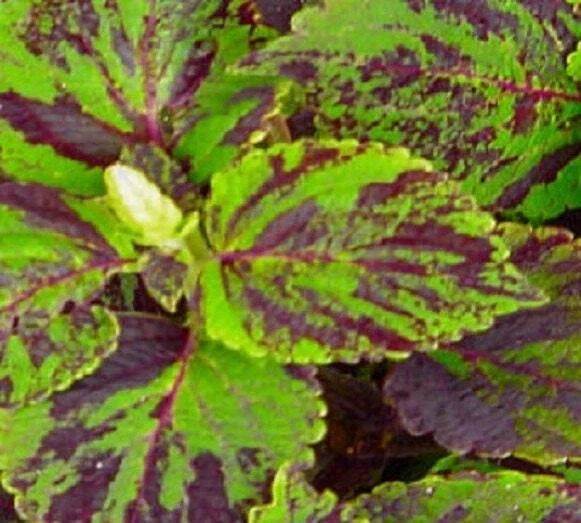 Coleus Seeds 500 Count Jazz Marble GL (Solenostemon scutellarioides) - Colorful Foliage for Gardening and Landscaping