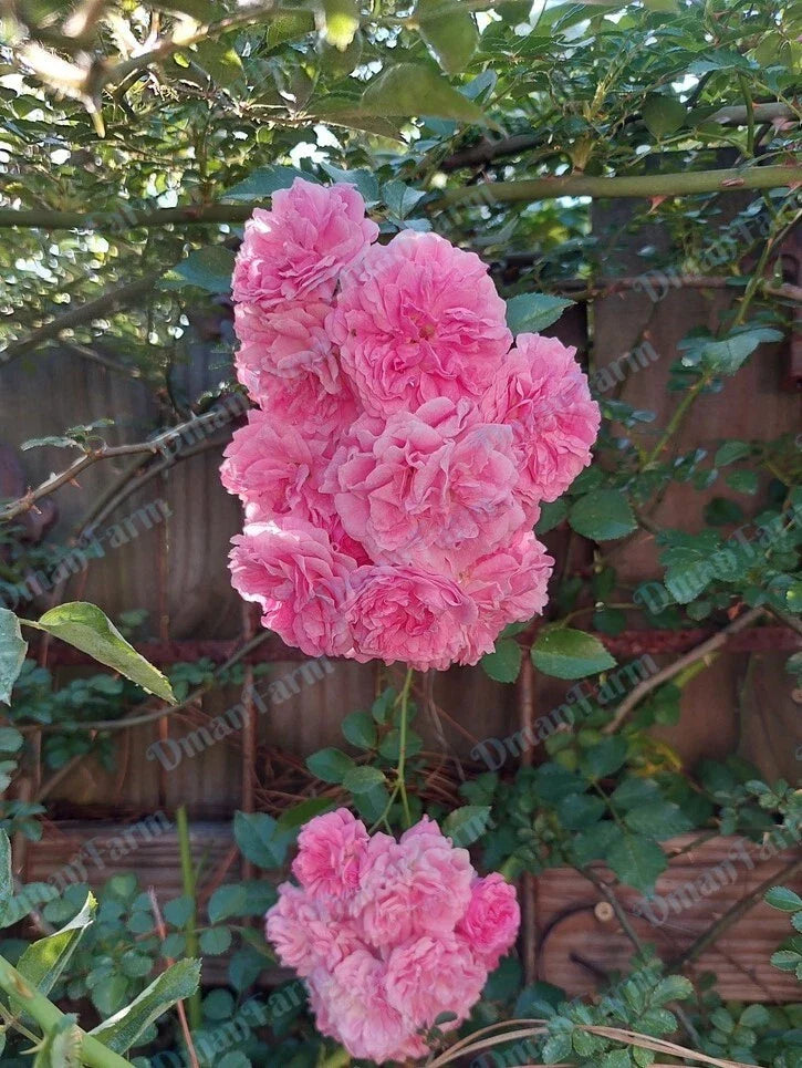 7 Sisters Pink Rose Bush Live Plant - Heirloom Climbing Rambler Multiflora - Organic Bareroot Starter Plant