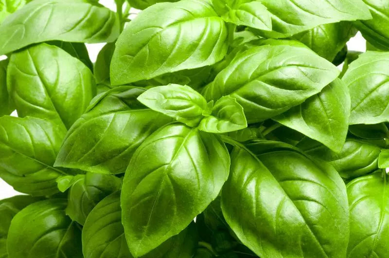 Large Leaf Basil Seeds | Non-GMO Heirloom Herb | Ocimum basilicum | Vegetable Garden Seeds