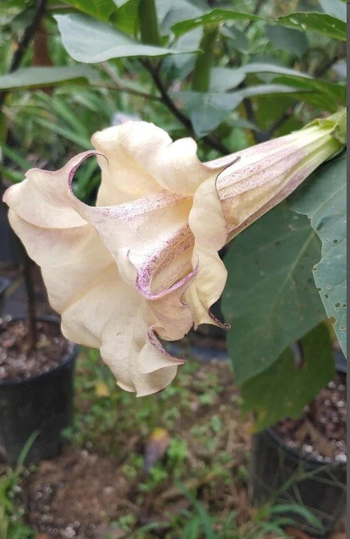 Chocolate Angel Trumpet Seeds - 10 Pack Brugmansia Datura Flowers - USA Grown