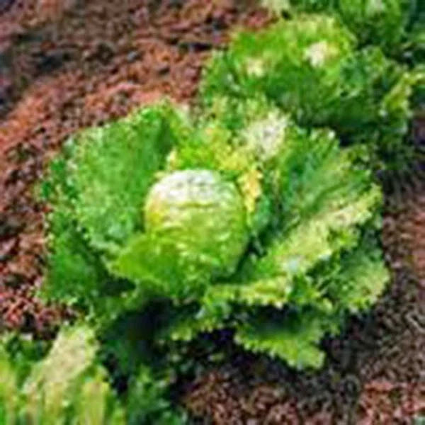 Lettuce Seeds 1000 Count Iceberg Heirloom Non-GMO Organic (Lactuca sativa)