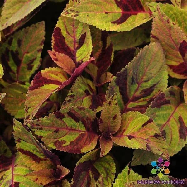 25 Premium Sun Mighty Mosaic Coleus Seeds - Colorful Garden Variety - Coleus blumei - USA