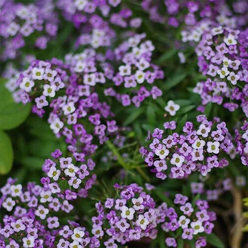 Violet Queen Alyssum Seeds | Heirloom Purple Flower Seeds | Lobularia maritima