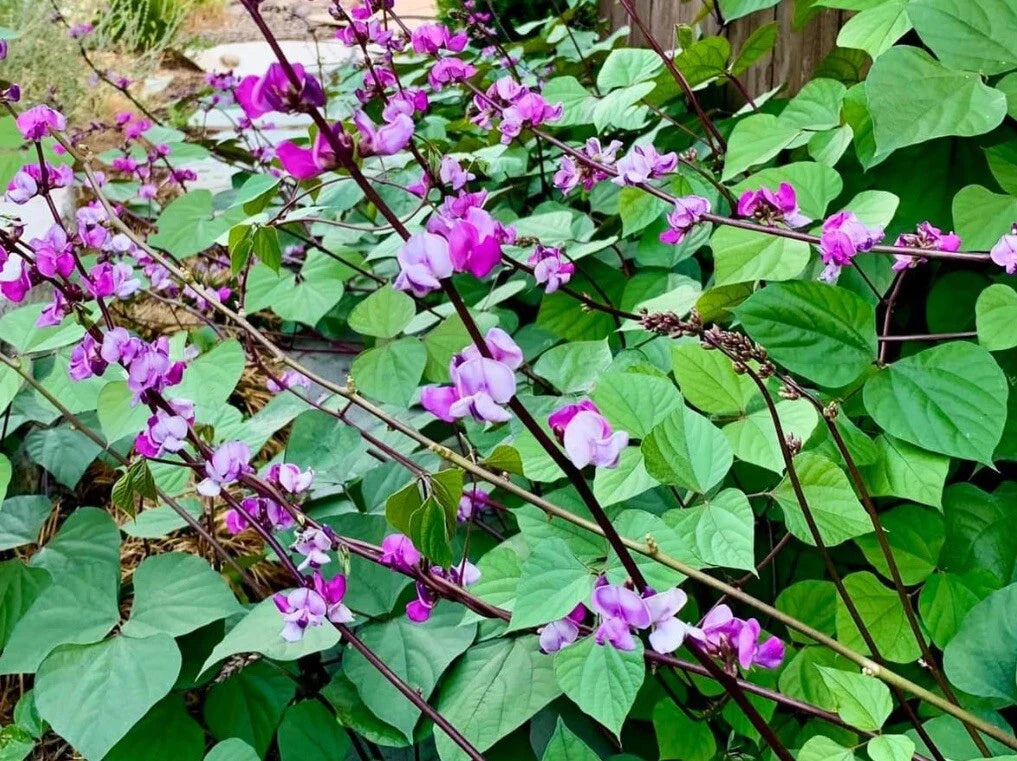Lablab Purpureus Seeds - 15+ Purple Moon Hyacinth Bean Seeds - Edible Variety - Buy 3 Get 1 Free!