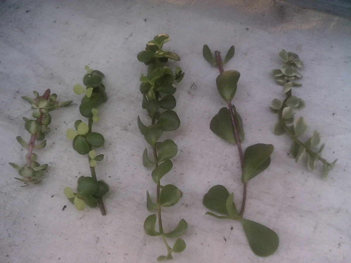 Portulacaria Cuttings Collection - 9 Varieties of Succulent Plant Cuttings (Portulacaria afra)