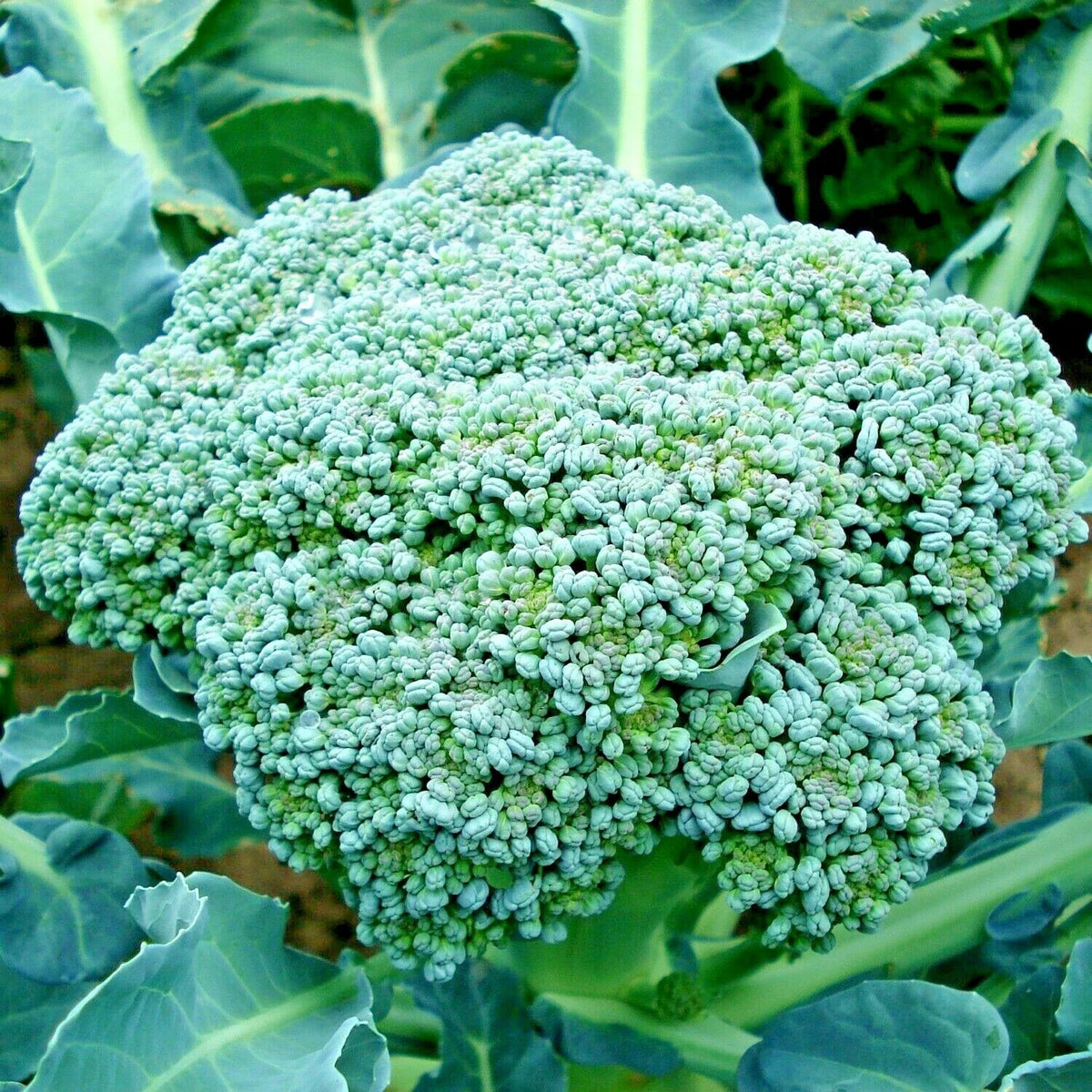 Organic Heirloom Broccoli Seeds - 300+ Green Sprouting Seeds for Cool Season Vegetable Garden - Brassica oleracea