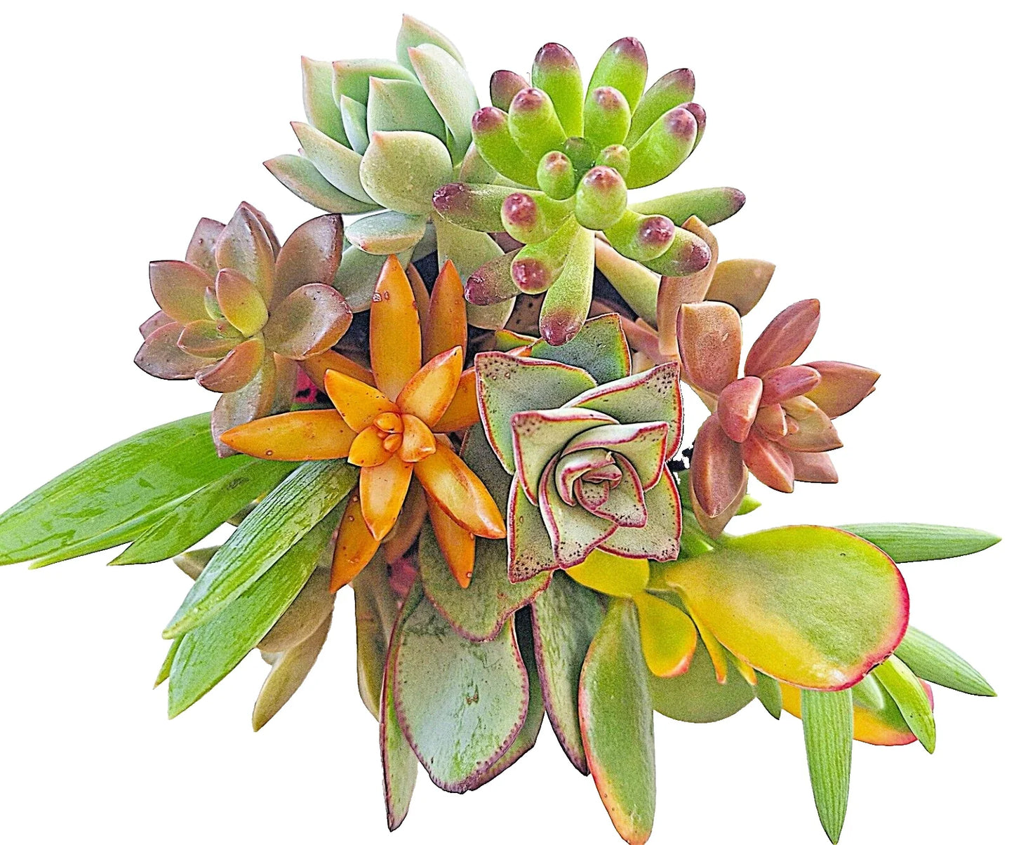 LARGE 4-6" Fresh Succulent Cuttings - 10 Easy Root Varieties - Perfect for Gardening and Plant Decor